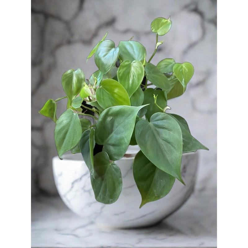 Philodendron cordatum|4″ Pot|6″ Pot|6″ Hanging Basket