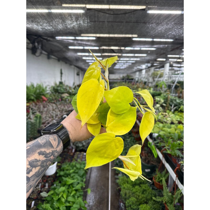 Philodendron Cordatum ‘Lemon Lime’