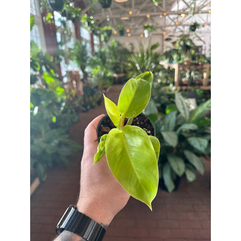 Philodendron ‘Imperial Gold’|4″ Pot