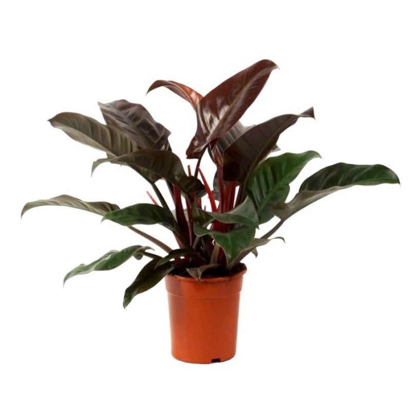 Philodendron ‘Imperial Red’|4″ Pot|6″ Pot