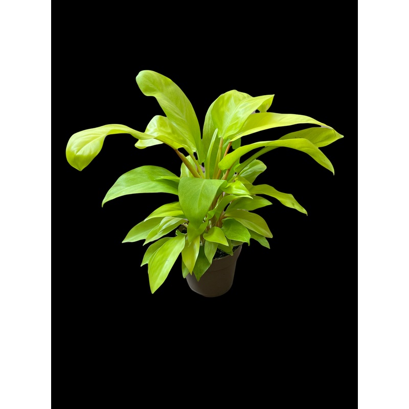 Philodendron ‘Lemon Lime’|4″ Pot|6″ Pot