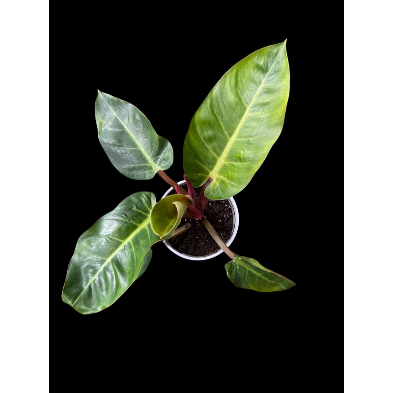Philodendron ‘Linnaei’|6″ Pot|8 Pot