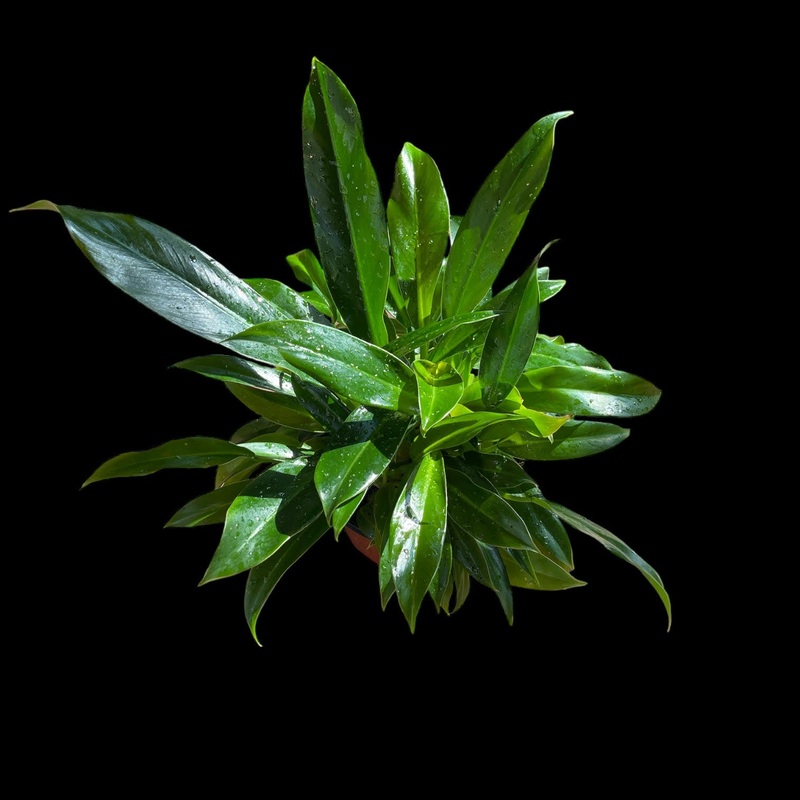 Philodendron ‘Little Phil’|4″ Pot|6″ Pot|8″ Pot