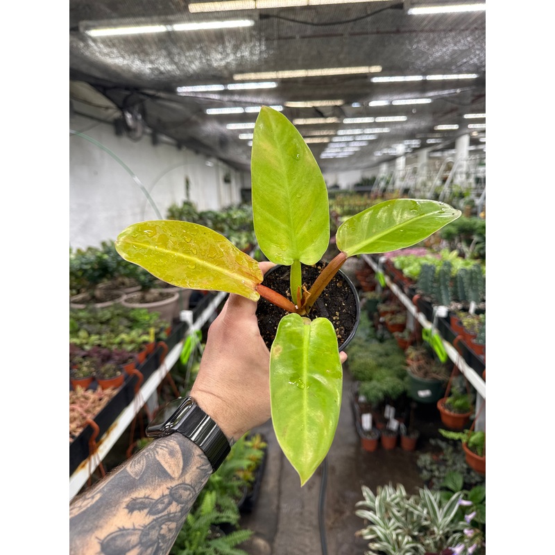 Philodendron Melinonii Ghost|4″ Pot|6″ Pot