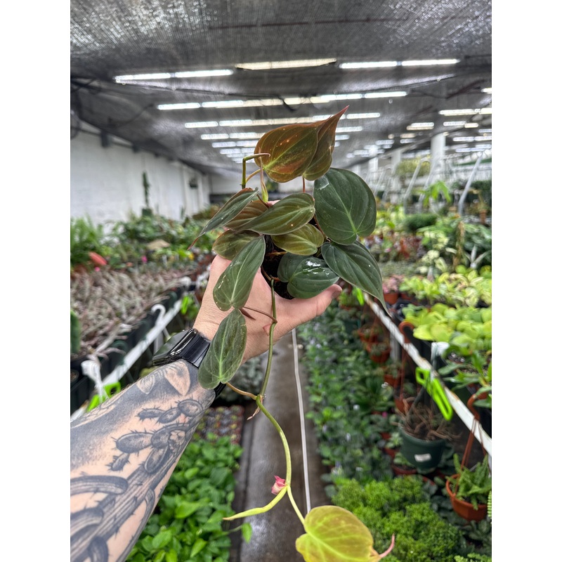 Philodendron Micans|4″ Pot|6″ Pot