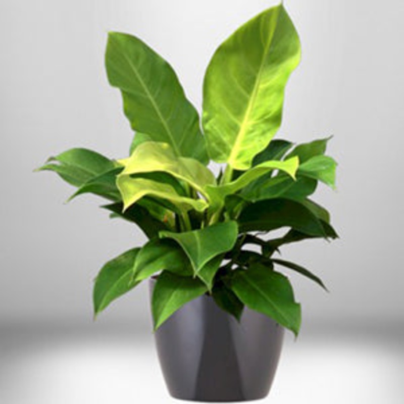Philodendron Moonlight|4″ Pot|6″ Pot