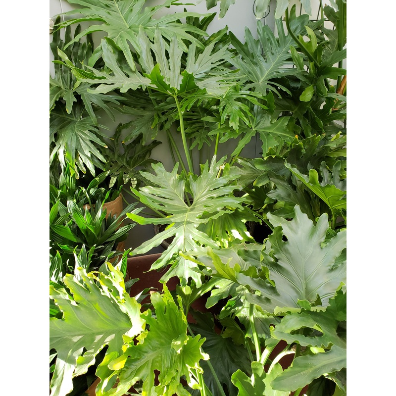 Philodendron Selloum Hope|4″ Pot|6″ Pot