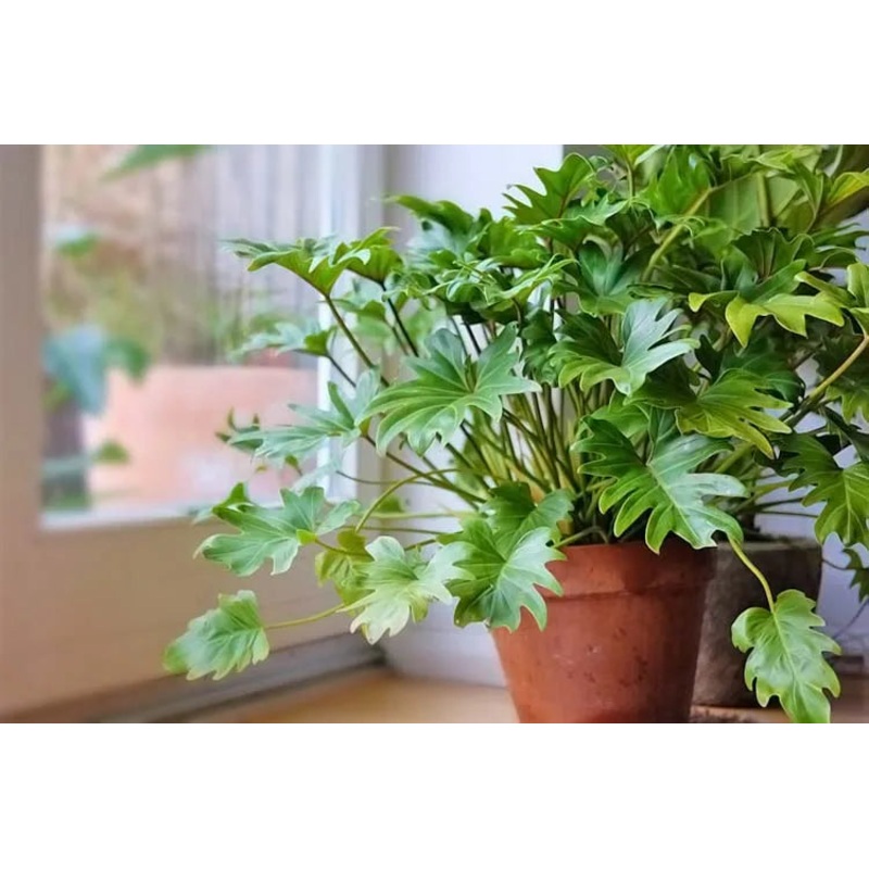 Philodendron Xanadu|4″ Pot|6″ Pot|10″ Pot|14″ Pot
