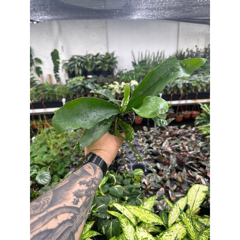 Platycerium bifurcatum Staghorn Fern