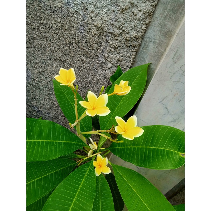 Plumeria Flowering Plant 6|6″ Pot, 1.5′ (Yellow Flowers)
