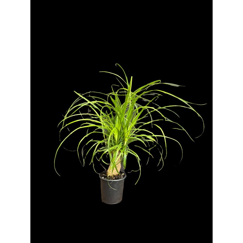 Ponytail Palm ‘Guatemalan Stump’