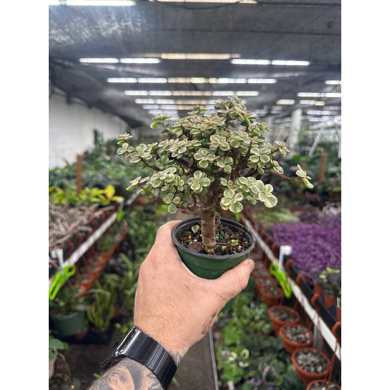 Portulacaria afra variegata|4″ Pot – Bonsai standard