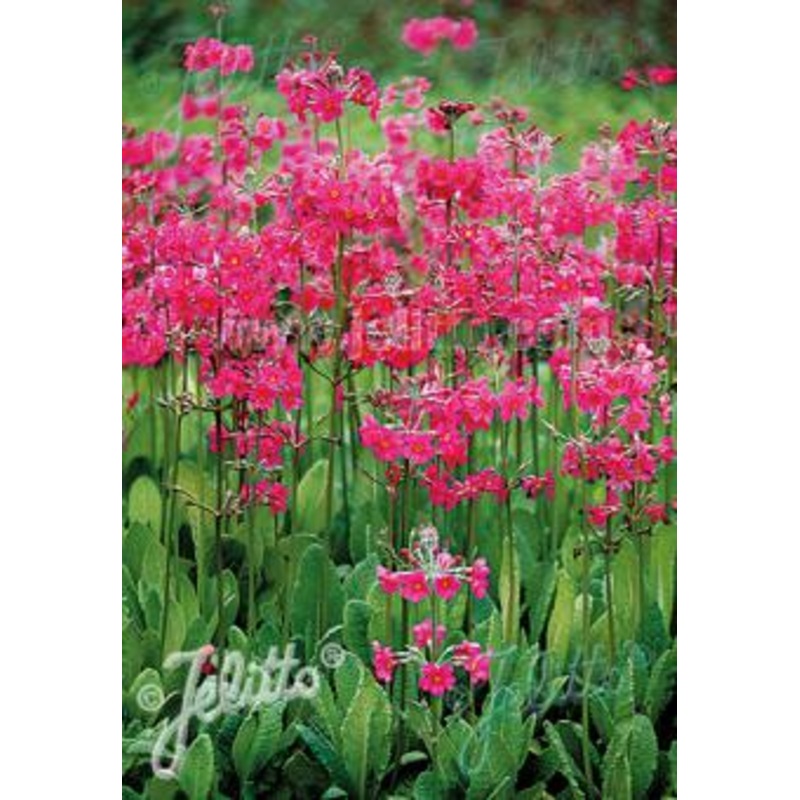 Primula candelabra