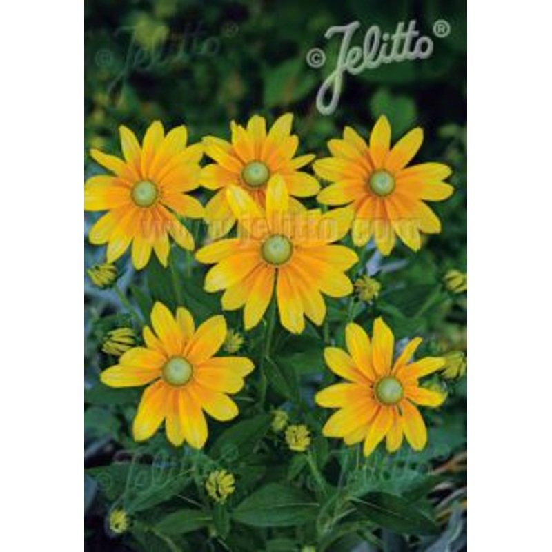 Rudbeckia hirta Prairie Sun