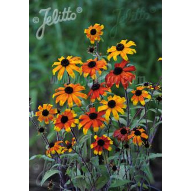 Rudbeckia triloba Prairie Glow  AGM
