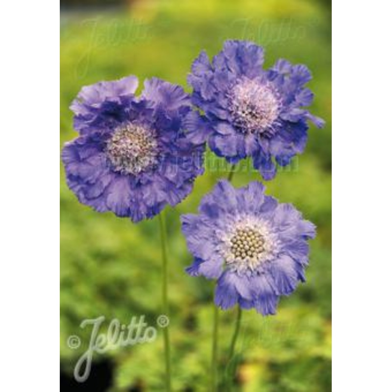 Scabiosa caucasica Fama Blue