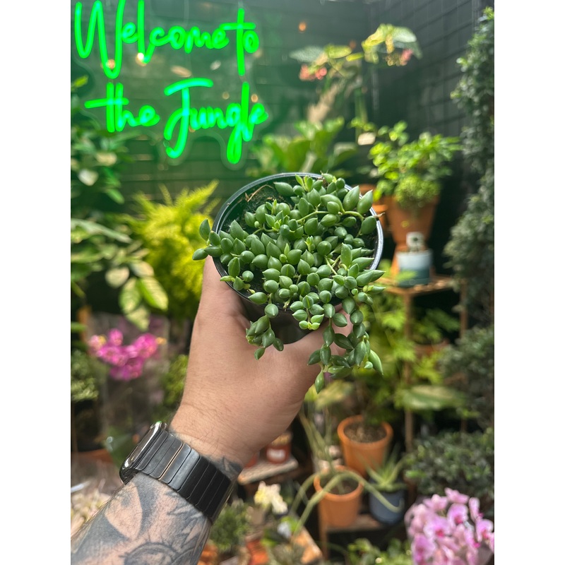 Senecio herreianus String of Beads/Tears
