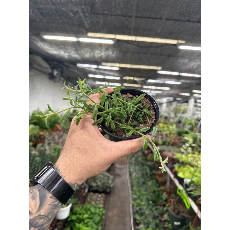Senecio Peregrinus ‘String of Dolphins’