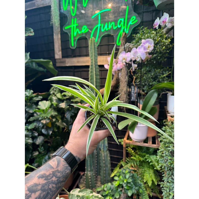 Spider Plant ‘Ocean’|4″ Pot|6″ Pot|6″ Hanging Basket