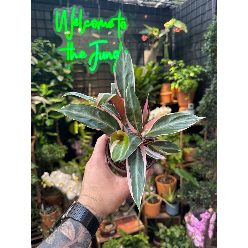 Stromanthe sanguinea ‘Triostar’