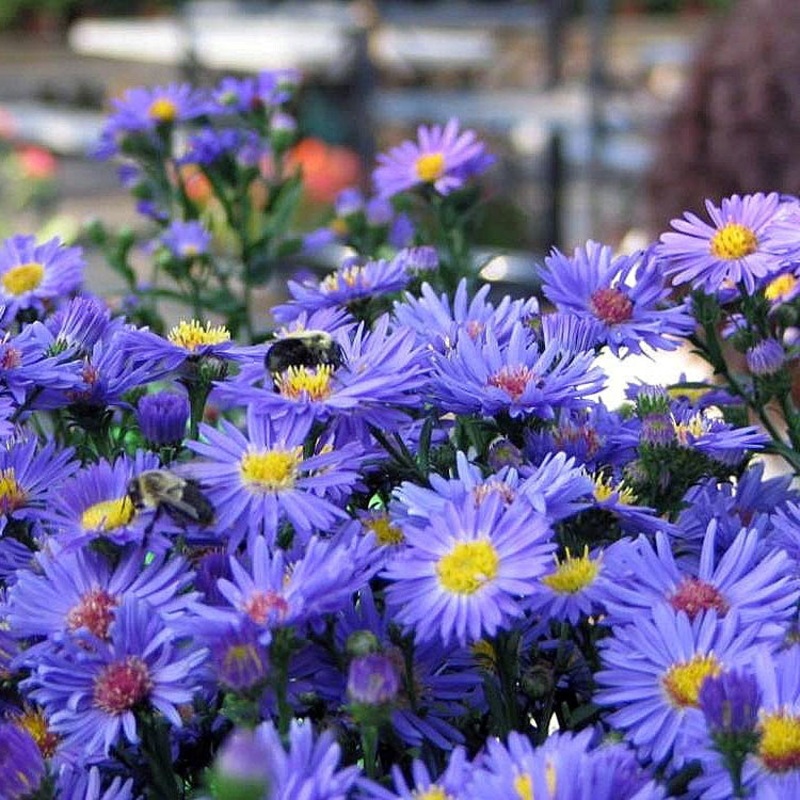 Symphyotrichum novae-belgii Blue Lagoon