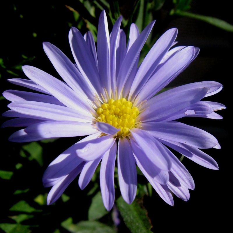 Symphyotrichum novae-belgii Marie Ballard
