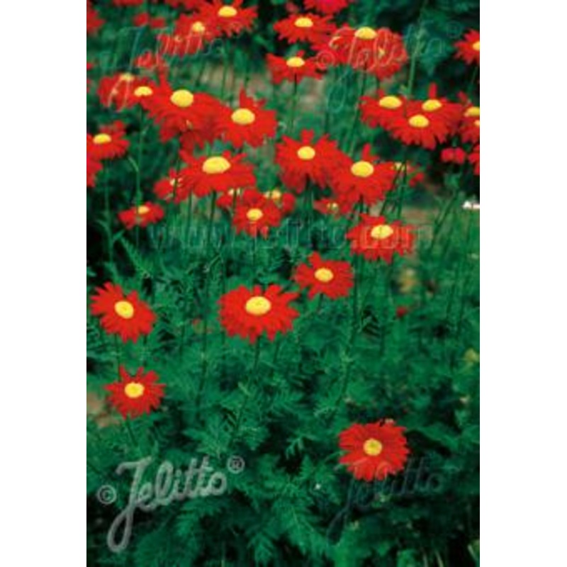 Tanacetum coccineum Robinson’s Red