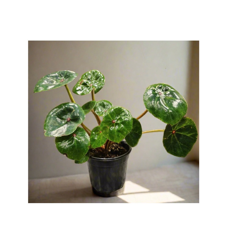 The Conch Shell Begonia (Begonia conchifolia) 4 Plant