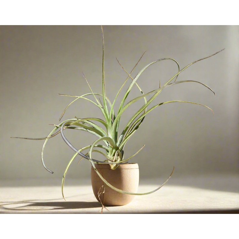 Tillandsia Moonlight (Tillandsia rectifolia) Air Plant