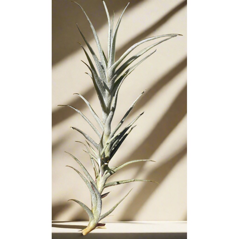 Tillandsia Paleacea Large Form Air Plant