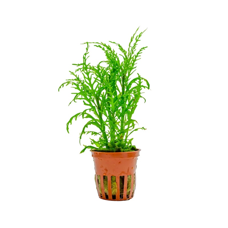 Tropica Hygrophila odora