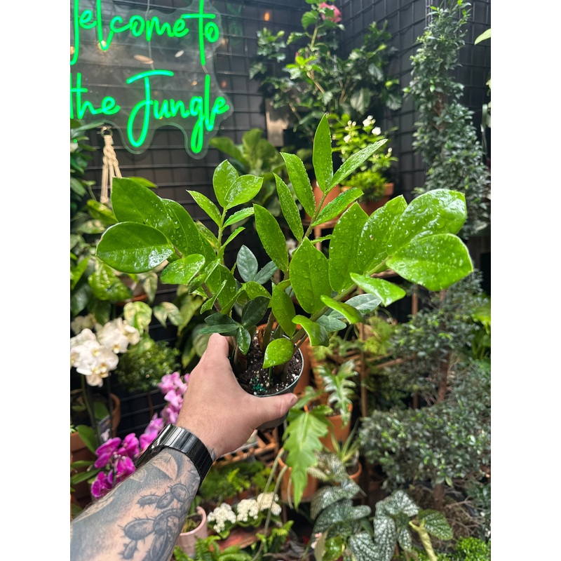 Zamioculcas Zamiifolia – ZZ Plant