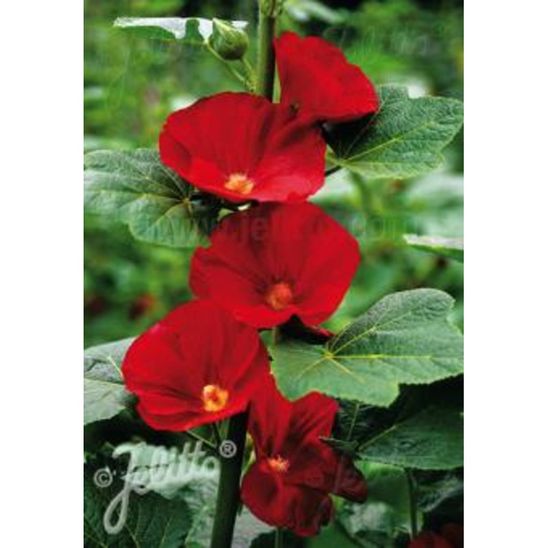 Alcea Mars Magic