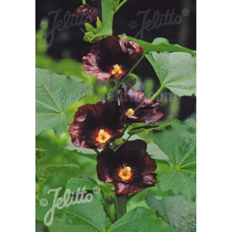 Alcea rosea Blacknight