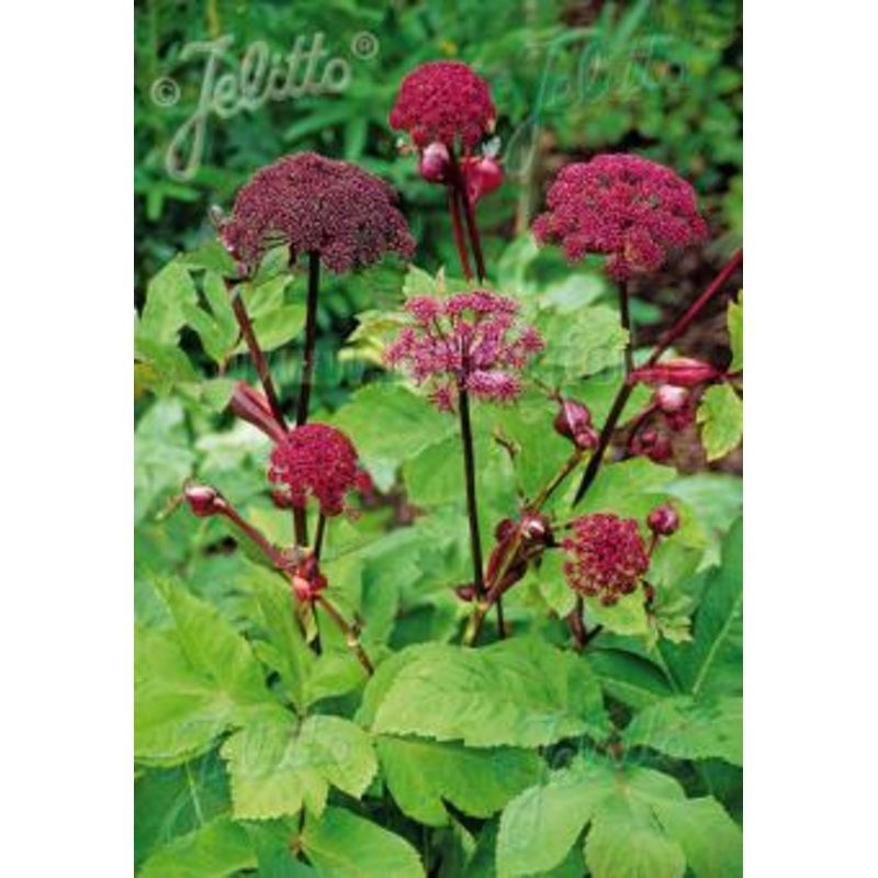 Angelica gigas