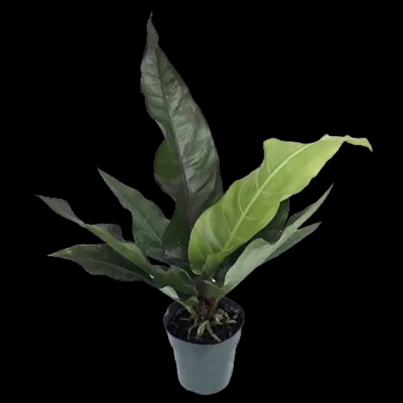 Anthurium Water Dragon|6″ Pot