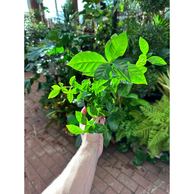 Arabica Coffee Plant|4″ Pot