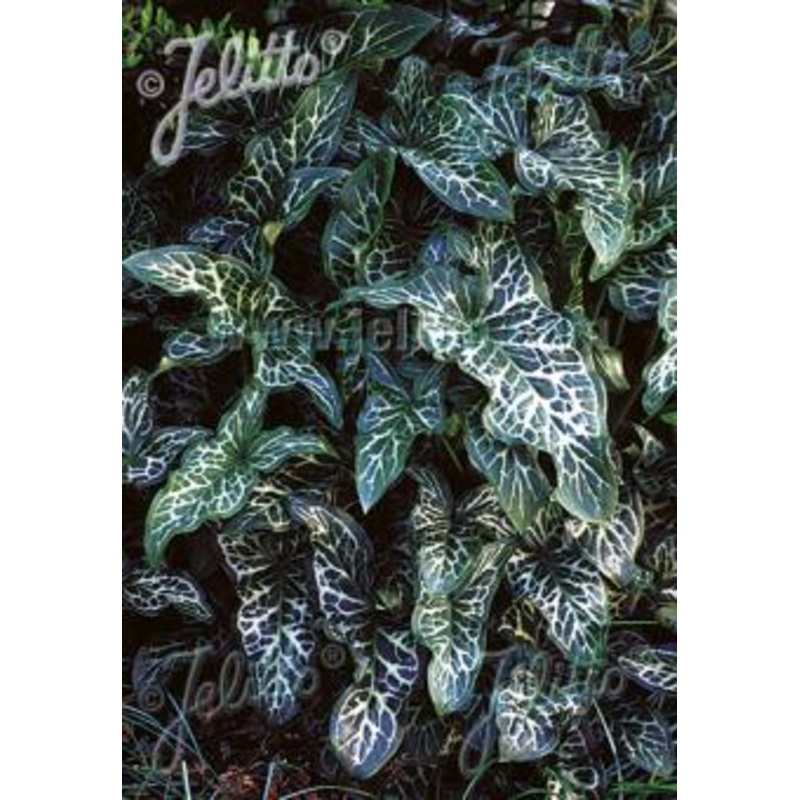 Arum italicum ssp italicum Marmoratum