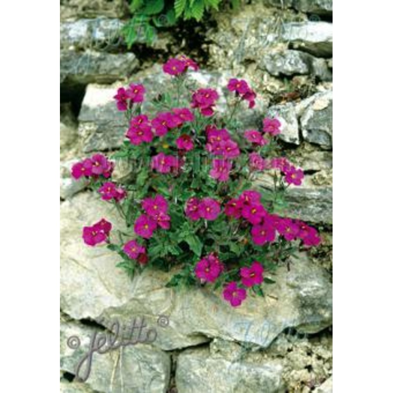 Aubrieta Royal Cascade Red
