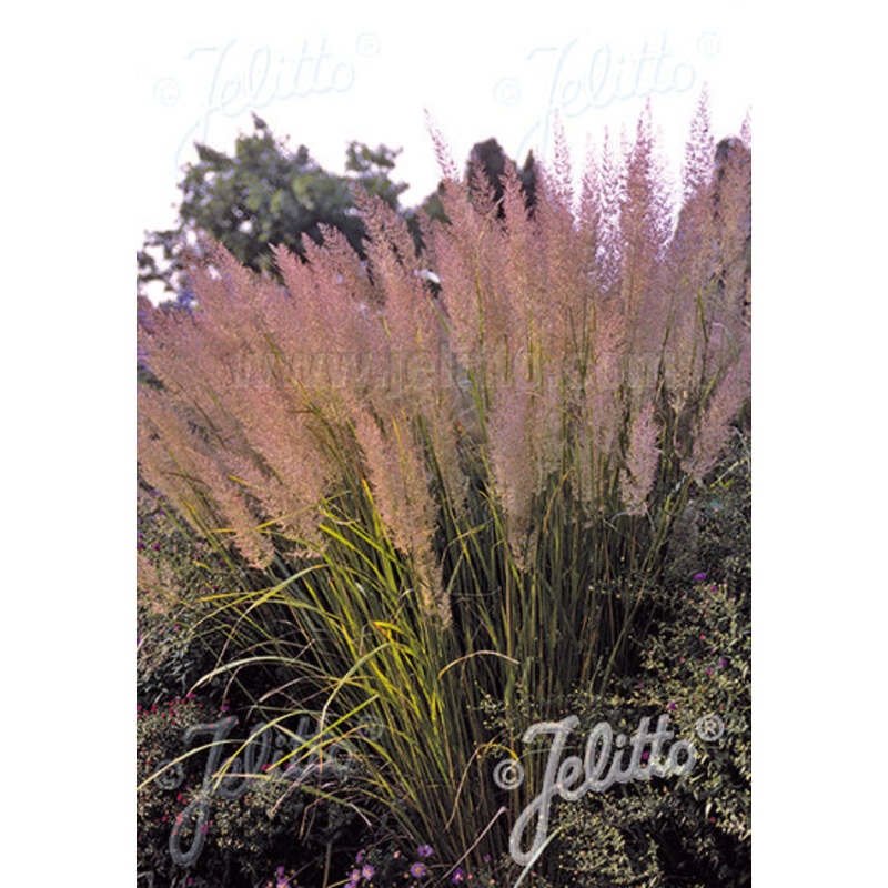Calamagrostis brachytricha AGM