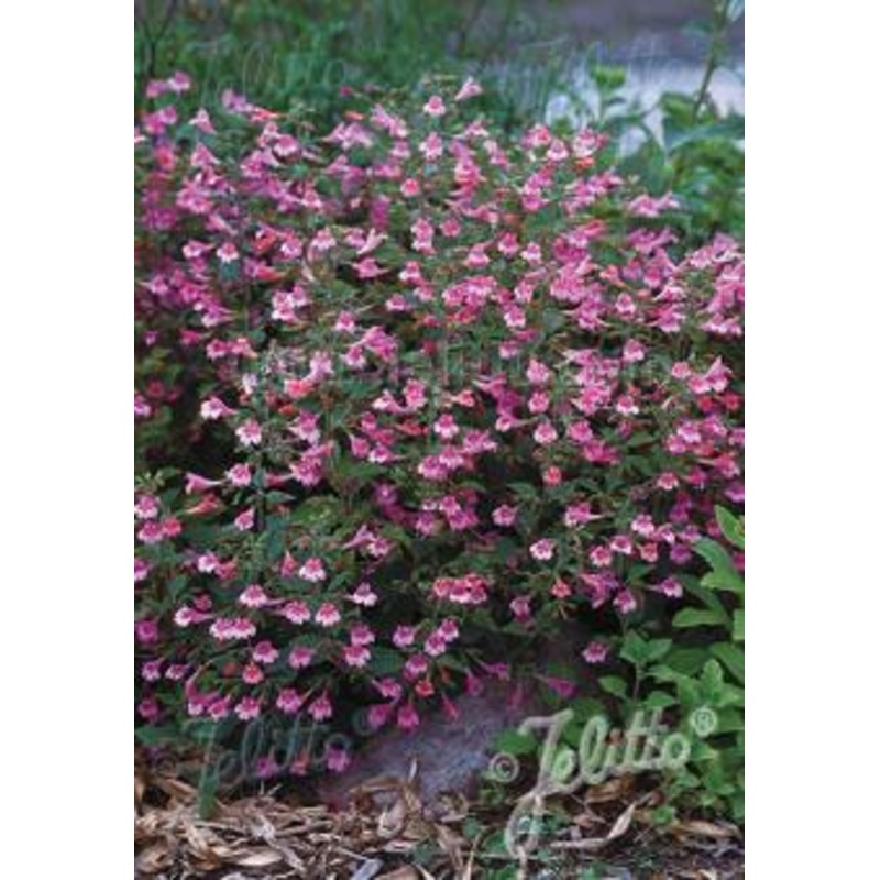 Calamintha grandiflora  Elfin Purple