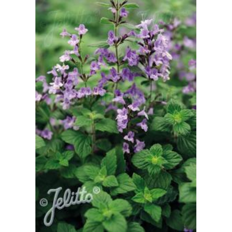 Calamintha nepeta Marvelette Blue