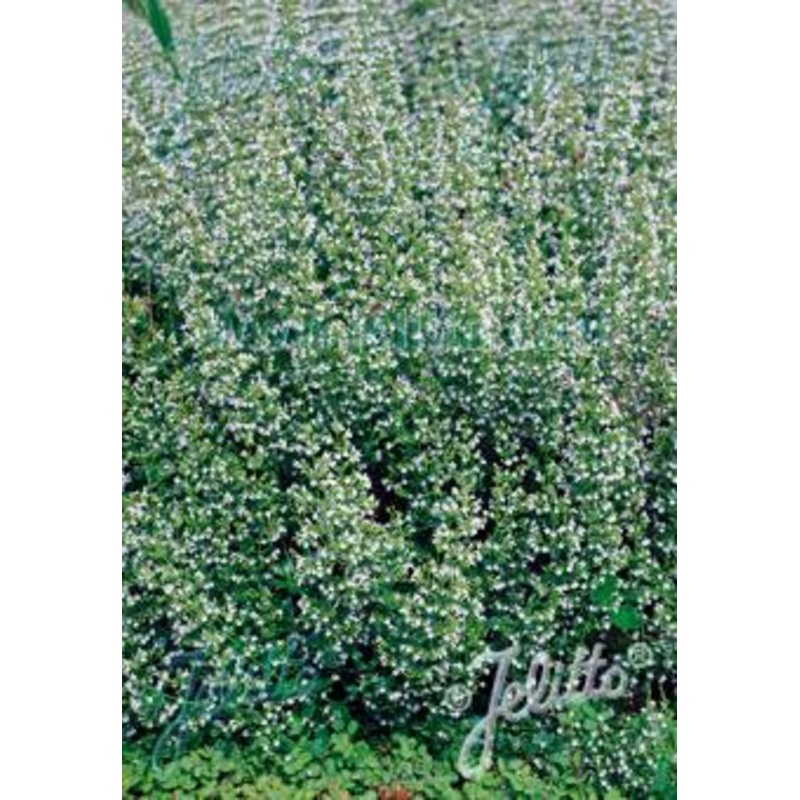 Calamintha nepeta White Cloud