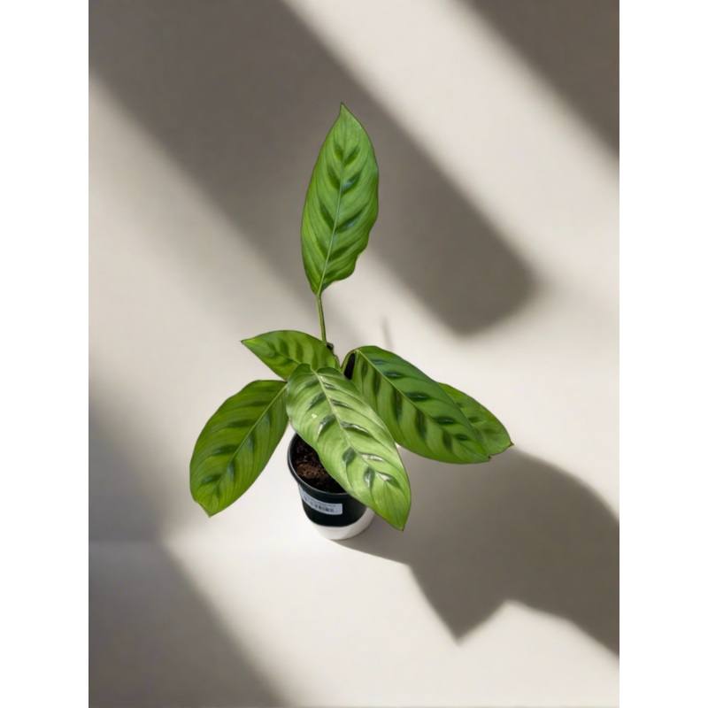 Calathea leopardina|4″ Pot|5″ Pot|7″ Pot