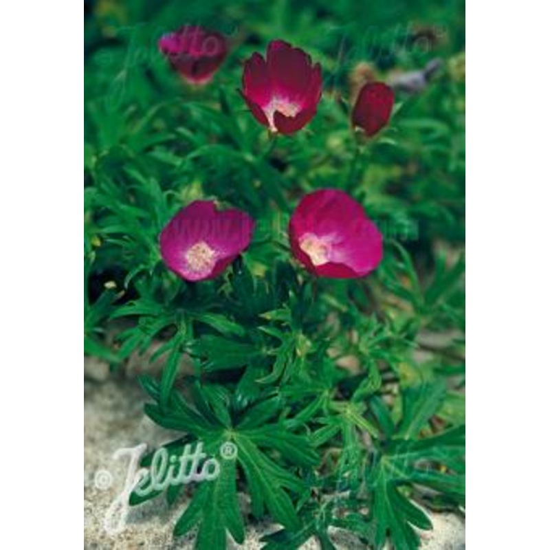 Callirhoe involucrata