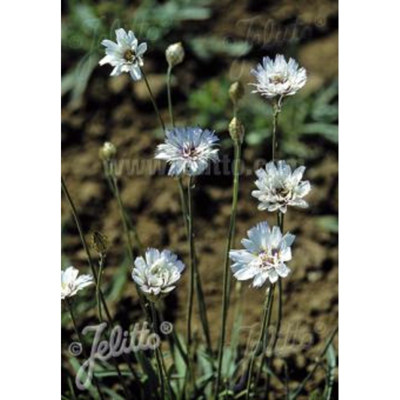 Catananche caerulea Alba