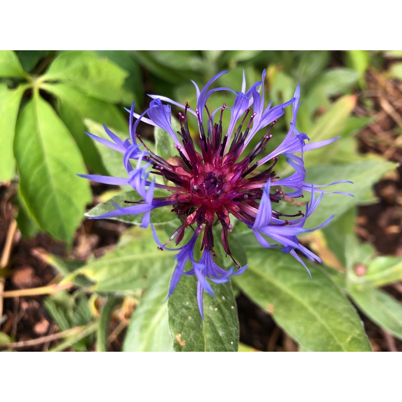 Centaurea montana