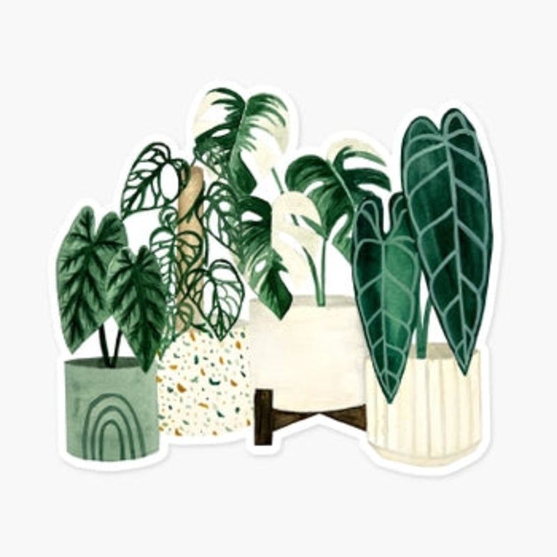 Clear Plant Sticker|Rarities|Monstera