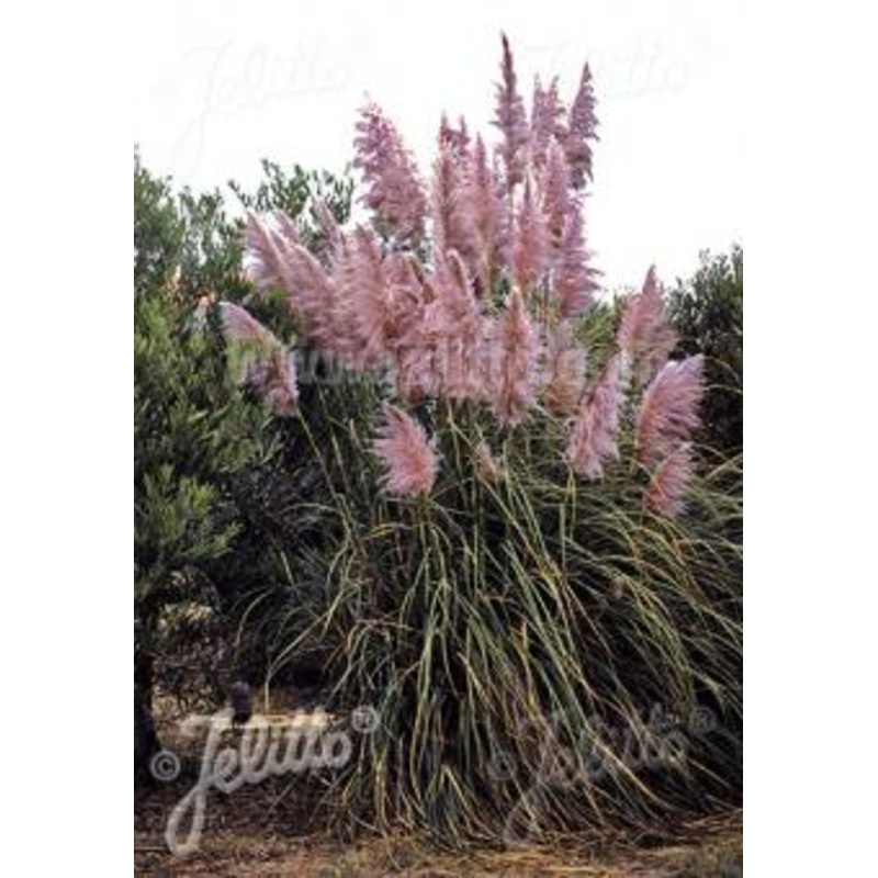 Cortaderia selloana Rosea