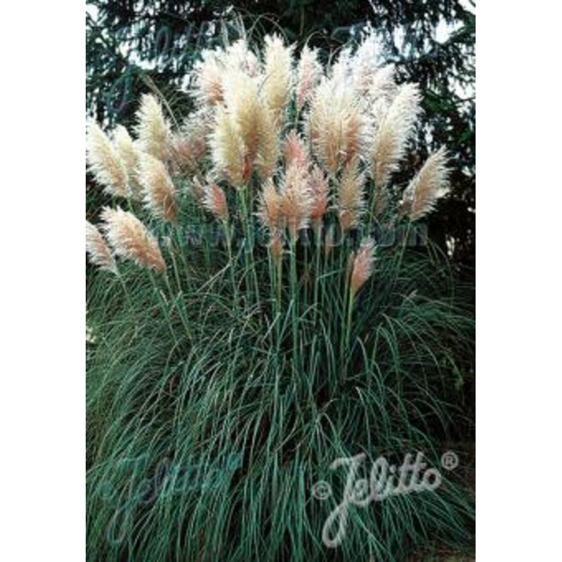 Cortaderia selloana White Feathers